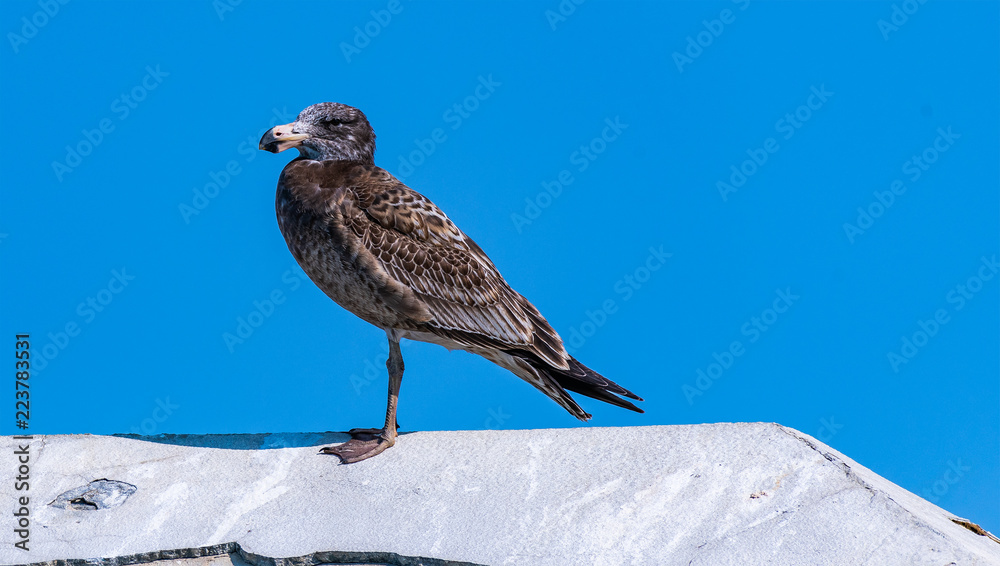Sea Bird Sea Bird