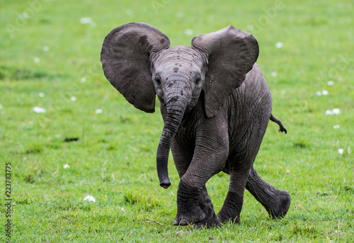 Baby elephant skipping