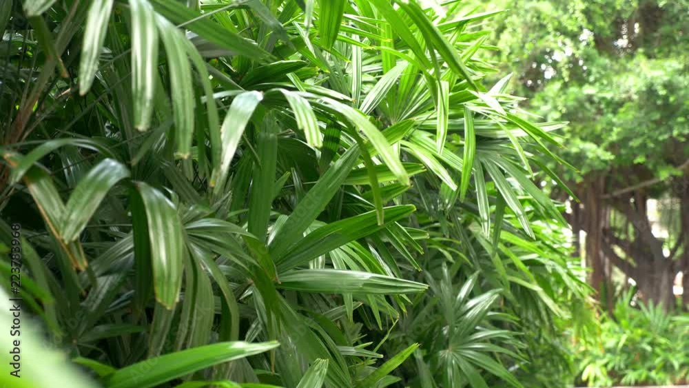 Tropical plants in Hawaii in 4k slow motion 60fps Tropical plants in Hawaii in 4k slow motion 60fps