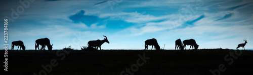 Antelope on the horizon © Ed