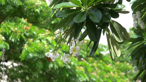 White plumeria in Hawaii in 4k slow motion 60fps photo