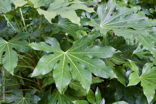 Close up view of large green Fatsia leaves in a garden setting photo