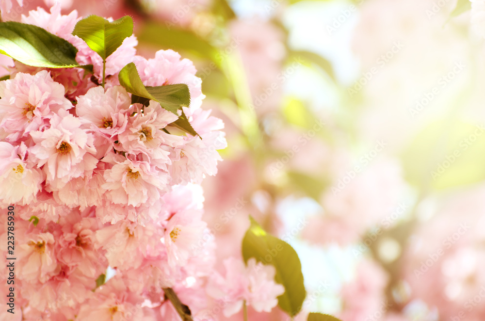 Romantic gift card background with sakura blossoms in a spring. Beautiful gentle pink flowers under sunlight Romantic gift card background with sakura blossoms in a spring. Beautiful gentle pink flowers under sunlight