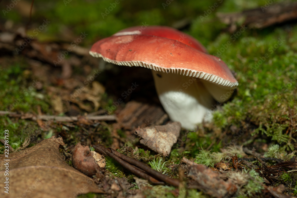 Isolated wild mushroom growing in decaying leaves in Allegheny National forest Isolated wild mushroom growing in decaying leaves in Allegheny National forest