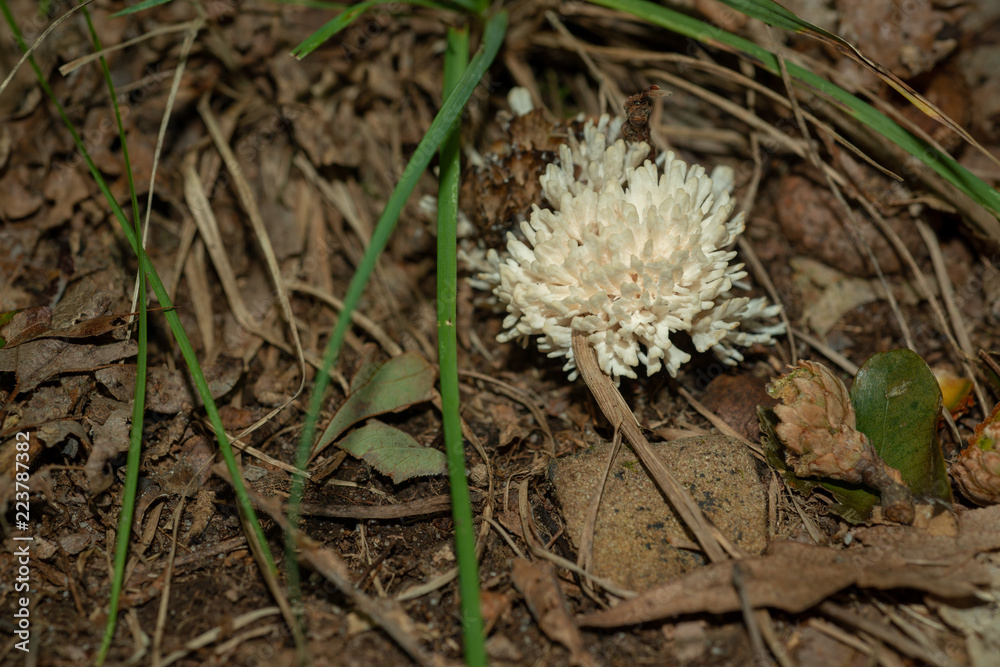 Isolated edible coral fungus growing on decaying leaves in the Allegheny National Forest Isolated edible coral fungus growing on decaying leaves in the Allegheny National Forest