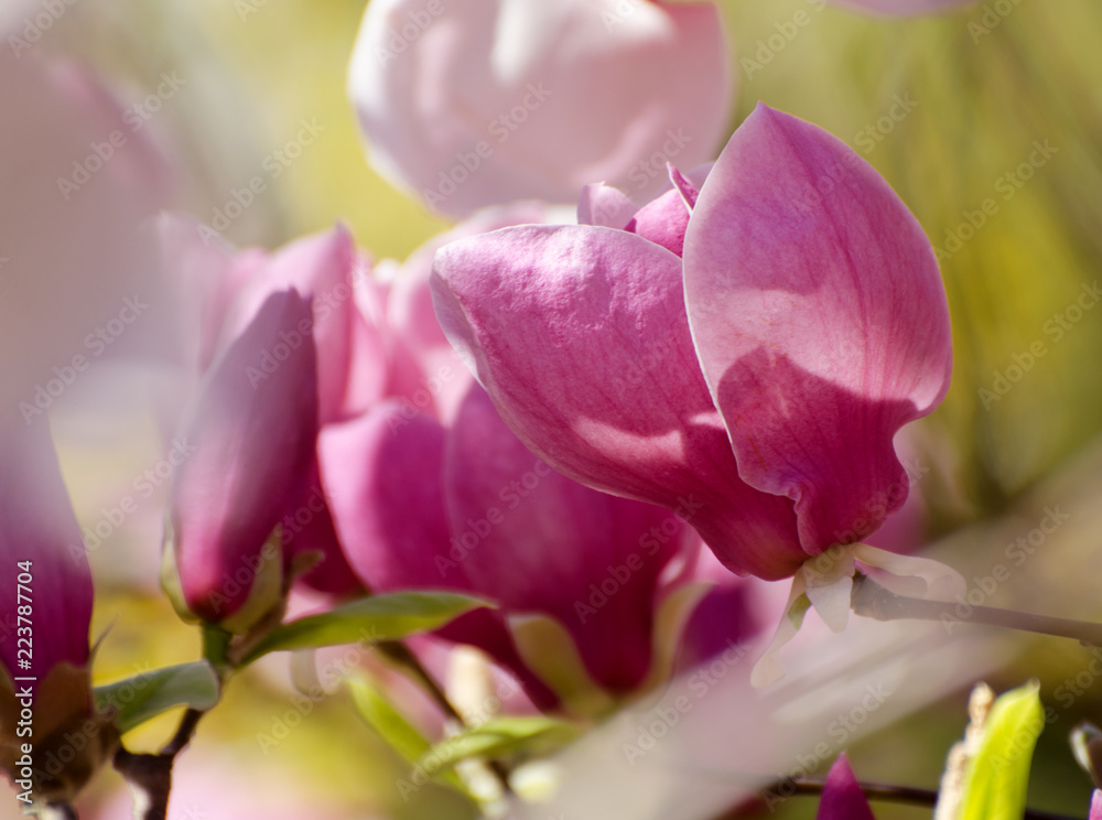 Beautiful magnolia tree blossoms in springtime. Bright magnolia flower against blue sky. Romantic floral background. Beautiful magnolia tree blossoms in springtime. Bright magnolia flower against blue sky. Romantic floral background.