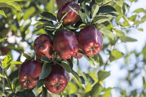 Red apple cluster on a tree branch - red delicious, scarlet spu,  red chief, early red one, starkrimson photo