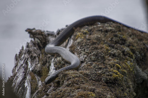 Tiger Snake (serpent tigre), Cradle Mountain National Park, en Tasmanie Australie