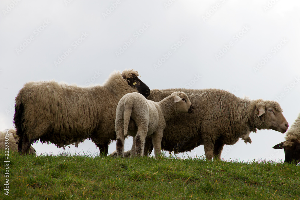 eine kleine gruppe schafe mit einem weißen lamm im nord westen deutschlands fotografiert während eines spaziergangs in der natur des nord westen deutschlands eine kleine gruppe schafe mit einem weißen lamm im nord westen deutschlands fotografiert während eines spaziergangs in der natur des nord westen deutschlands