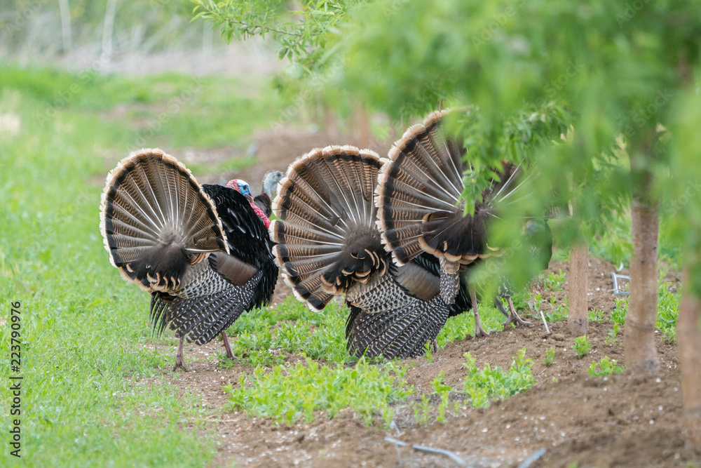 Wild male turkeys strutting in an orchard Wild male turkeys strutting in an orchard