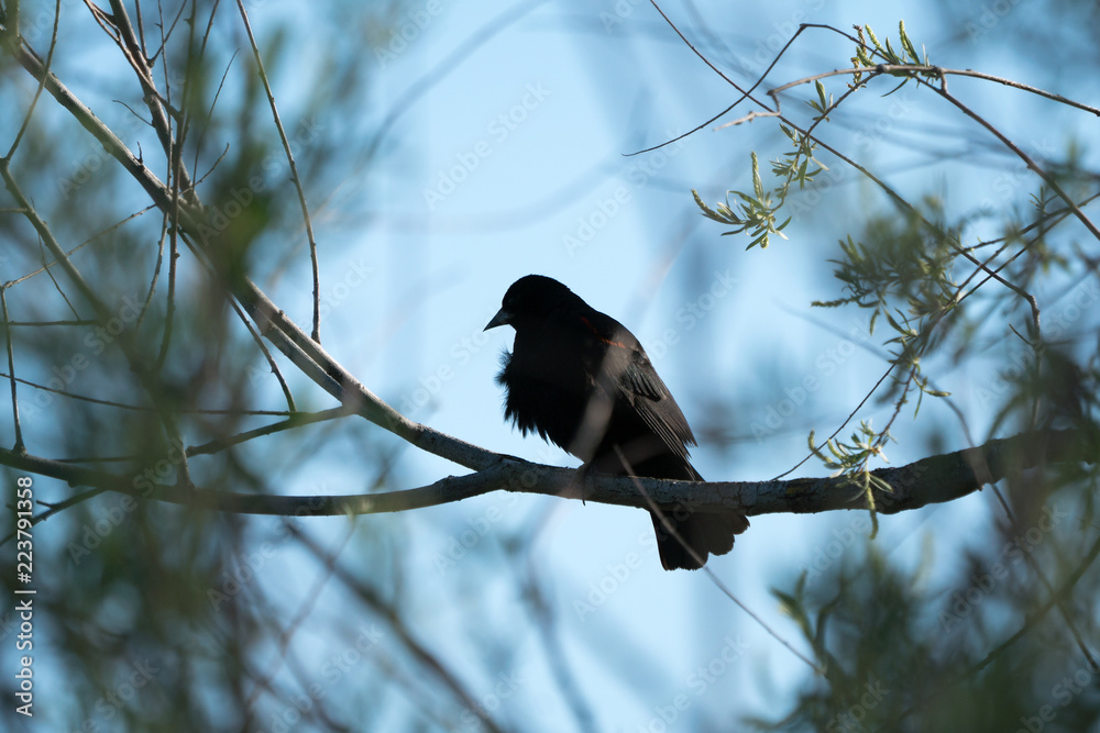 Red wing blackbird perched behind foliage Red wing blackbird perched behind foliage
