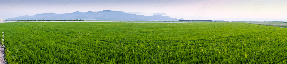 Panorámica de arrozales de Valencia