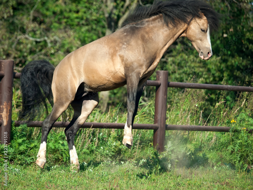 playing buckskin welsh pony in paddock playing buckskin welsh pony in paddock