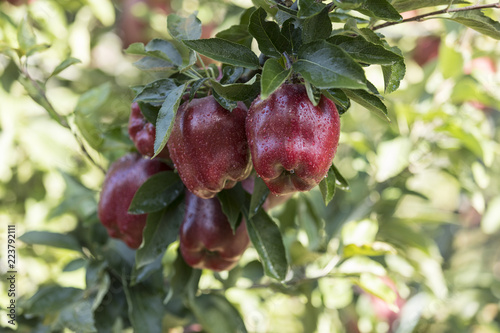 Red apple cluster on a tree branch - red delicious, scarlet spu,  red chief, early red one, starkrimson photo