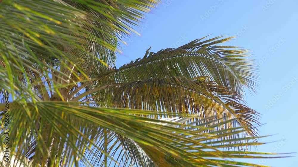 Beautiful palm trees in 4K slow motion 60fps Beautiful palm trees in 4K slow motion 60fps