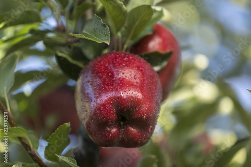 Red apple cluster on a tree branch - red delicious, scarlet spu,  red chief, early red one, starkrimson photo