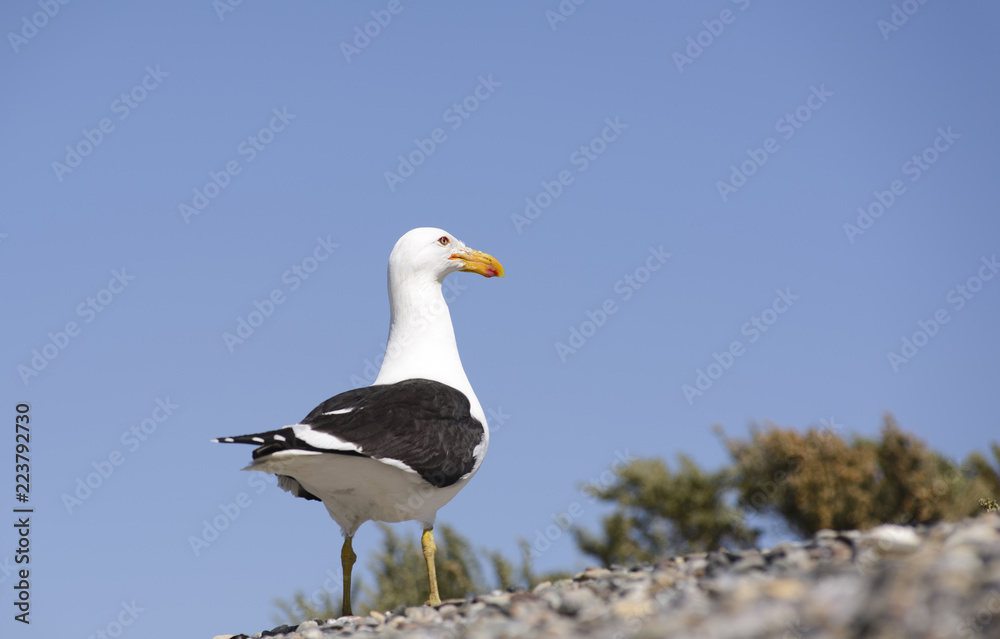 Seagull attentive 