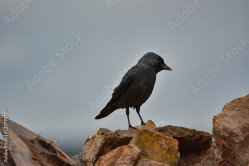 jackdaw bird staying on rock looking for something food