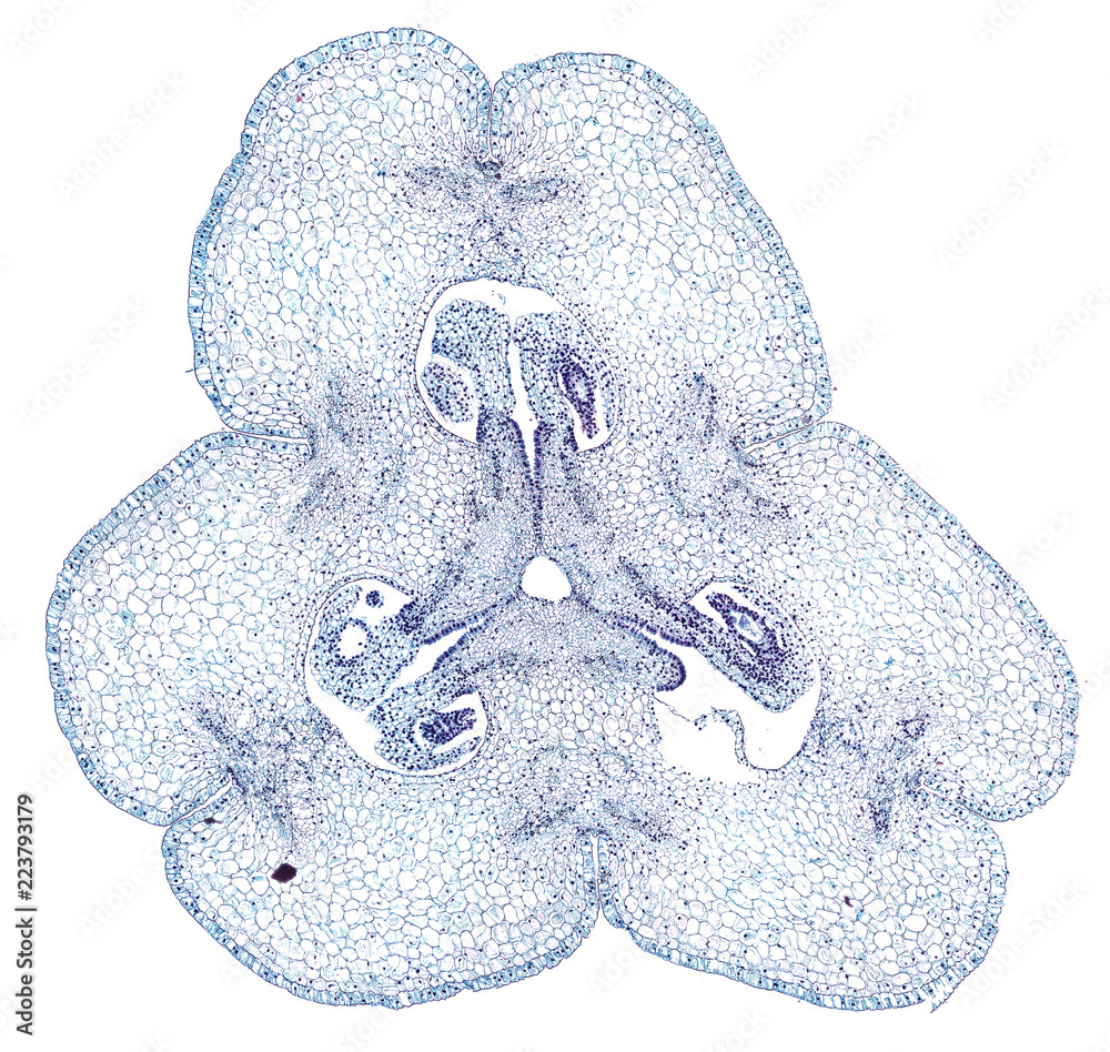 lilium ovary cross section cut under the microscope microscopic
