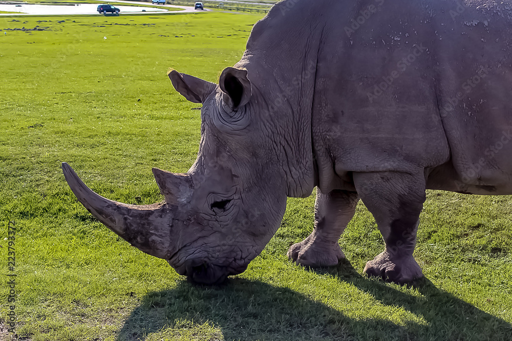 Side view of a Rhino
