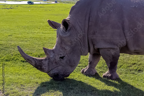 Obraz na płótnie Side view of a Rhino w salonie