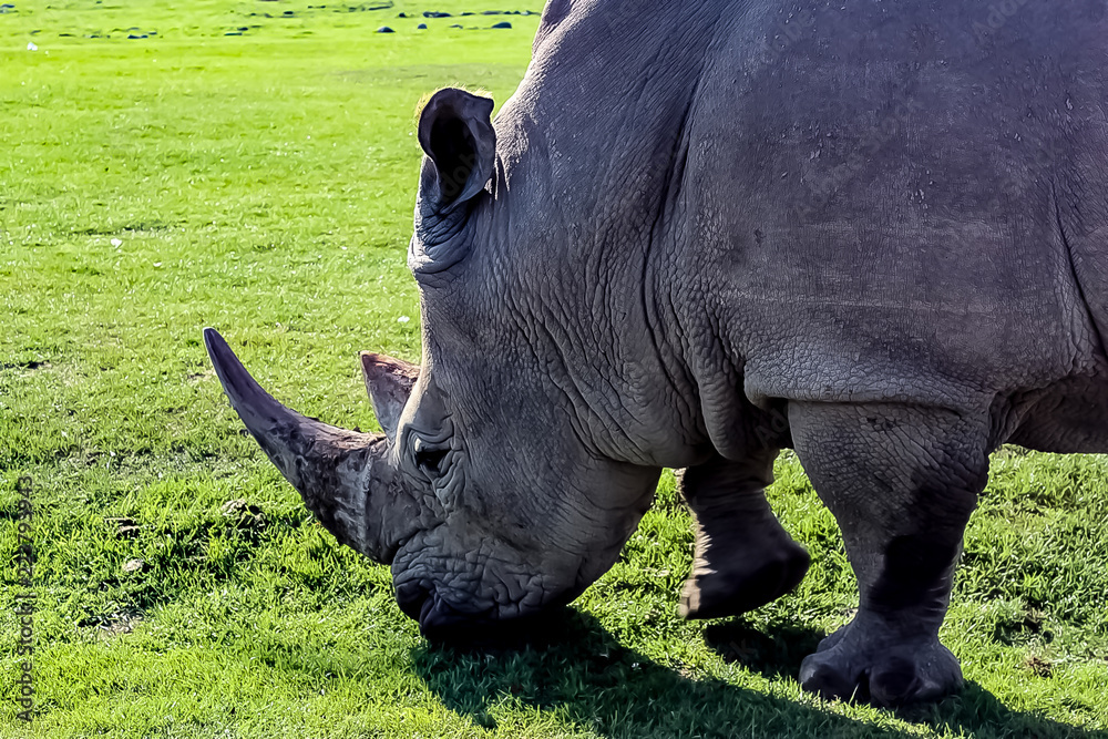Tight shot of a Rhino face