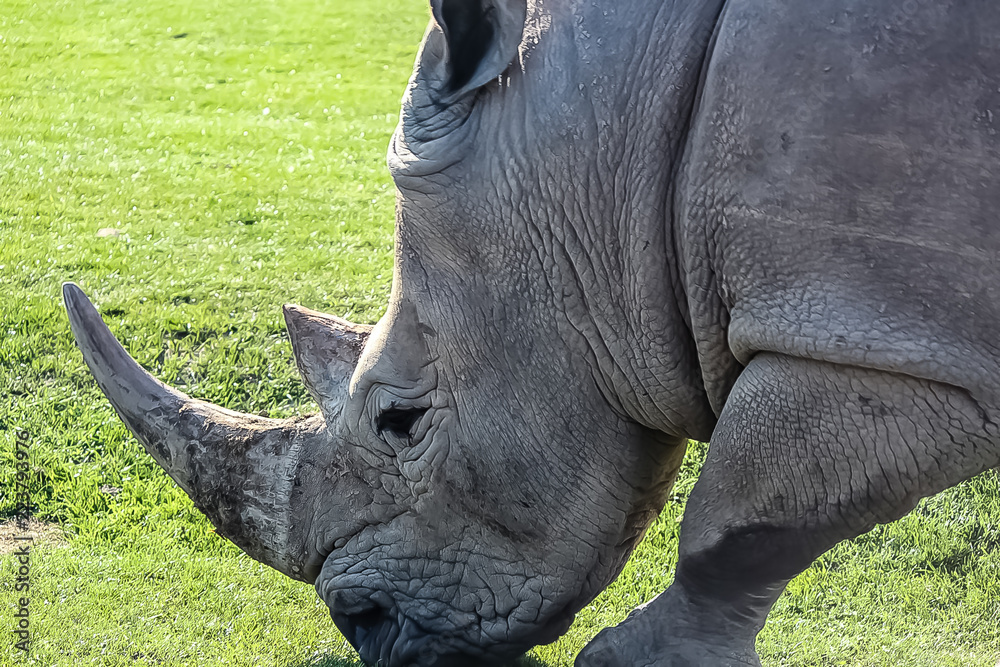 Tight shot of a Rhino face