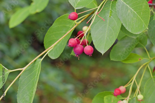  Ripe berries on a tree Serviceberry (Amelanchier canadensis) close-up. Fragment.  also known as shadbush, shadwood or shadblow Canadian serviceberry, chuckleberry, currant-tree. Photo made in Russia. photo