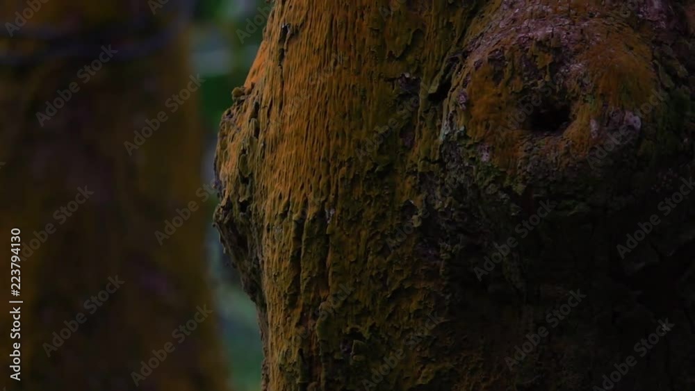 Beautiful Bark on Tree Trunk in Forest Beautiful Bark on Tree Trunk in Forest
