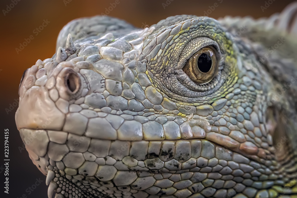 Fototapeta premium Exotic Common Iguana - Reptile Photo Collection