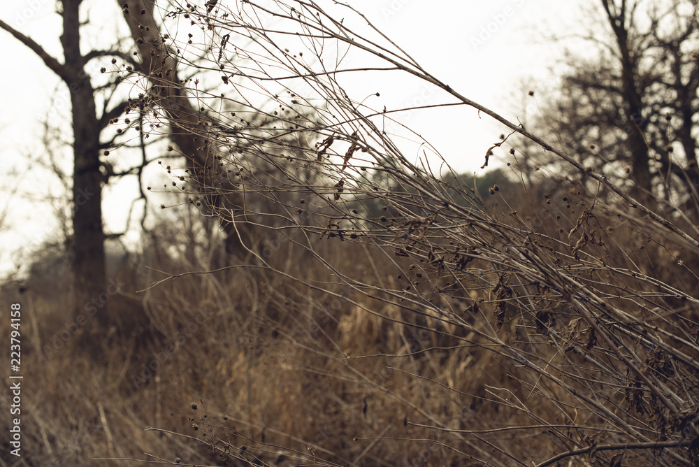 Obraz premium Two bare lonely oak trees leaning into each other behind a tangle of dead wildflowers
