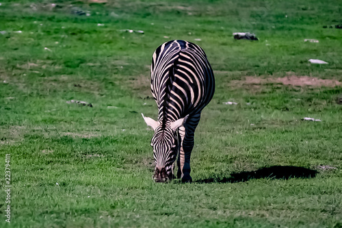 A zebra on a grassy savannah.