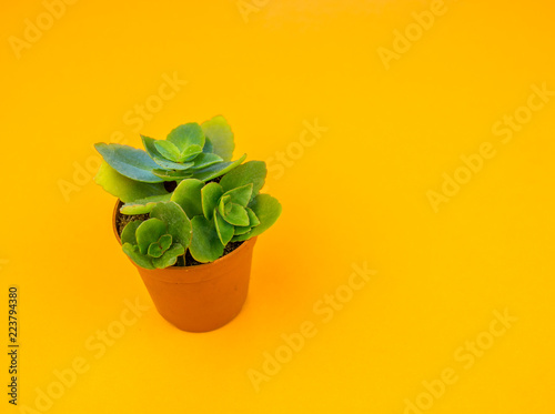 Fototapeta Naklejka Na Ścianę i Meble -  Plant on orange.Tropical Greens minimal art design