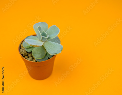 Plant on orange.Tropical Greens minimal art design