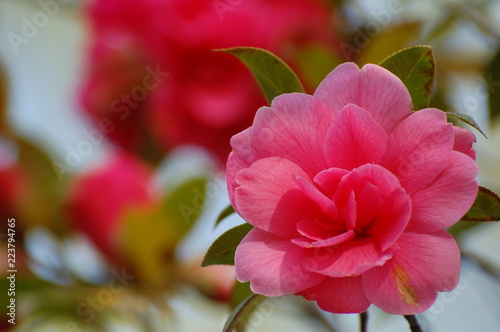 Photos FIORI