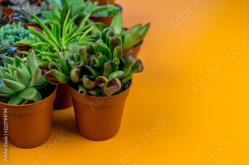 Plant on orange.Tropical Greens minimal art design