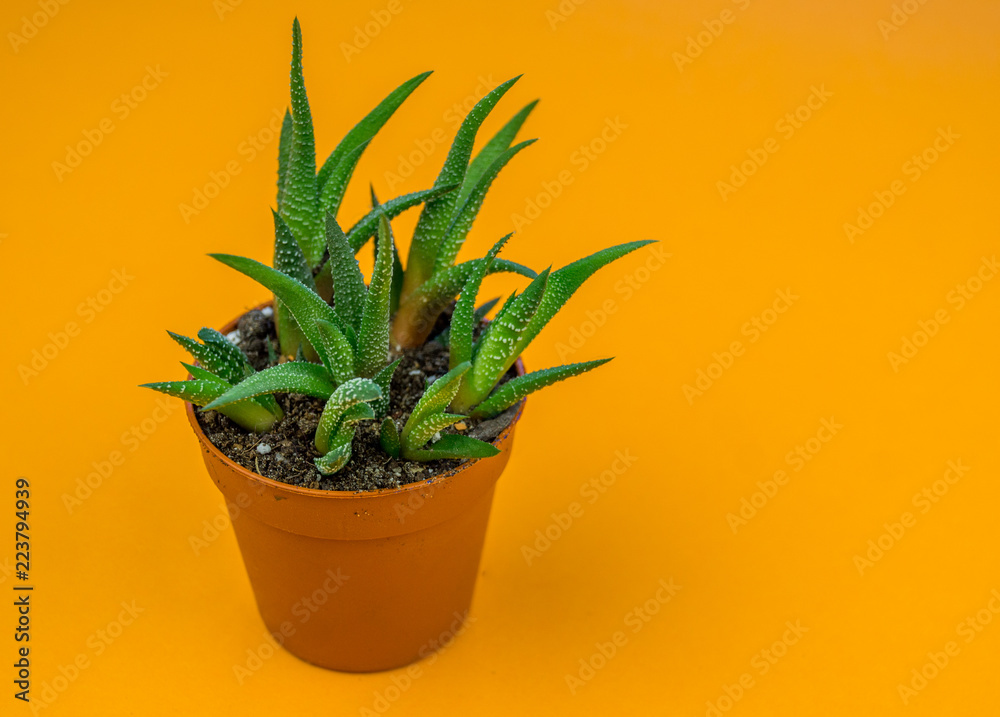 Plant on orange.Tropical Greens minimal art design Plant on orange.Tropical Greens minimal art design