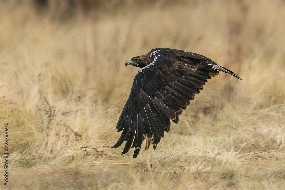 Fototapeta premium spanish imperial eagle