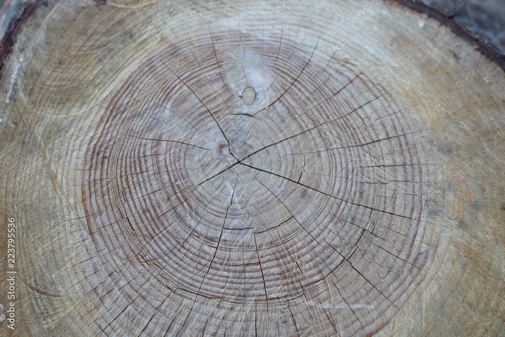 Naklejka premium 年輪 杉 ヒマラヤ杉