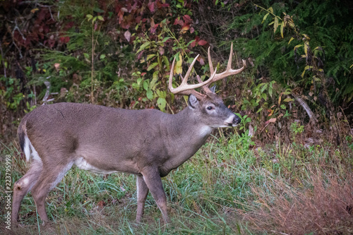 deer with antlers in the forest