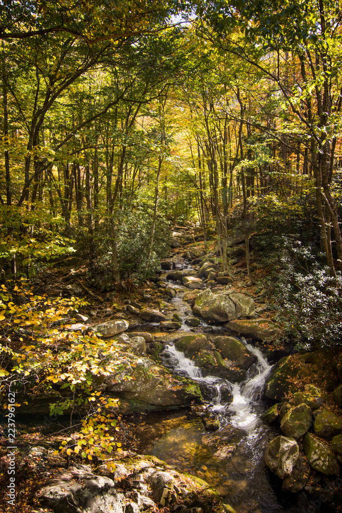 mountain stream in autumn forest