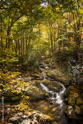 Fototapeta Naklejka Na Ścianę i Meble -  mountain stream in autumn forest