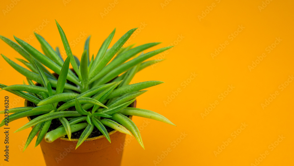 Fototapeta premium Plant on orange.Tropical Greens minimal art design
