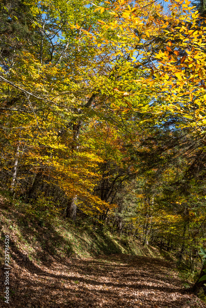 autumn in the smoky mountains