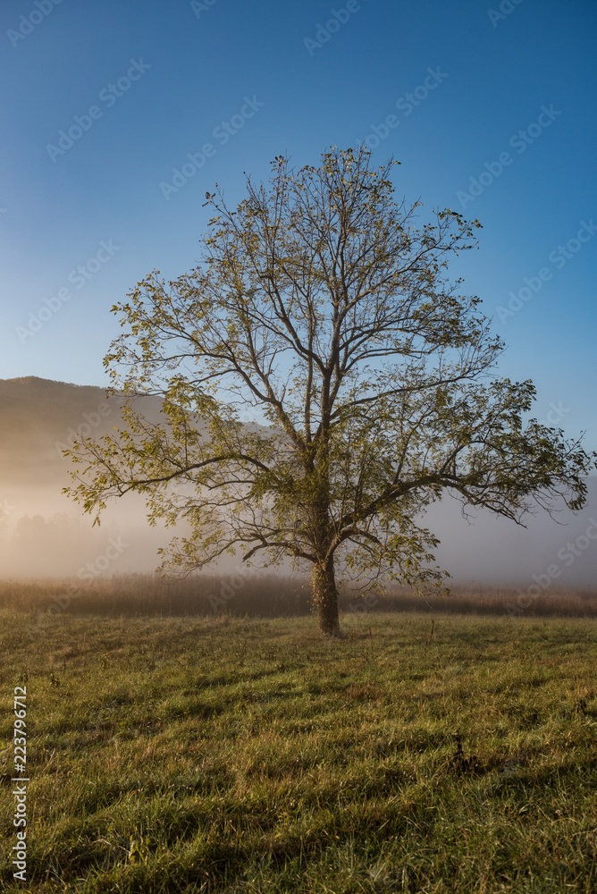 single tree in the field autumn smoky mountains