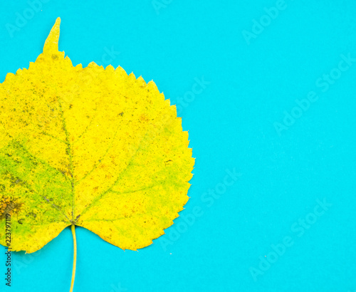 Autumn leaf nature concept pastel blue background