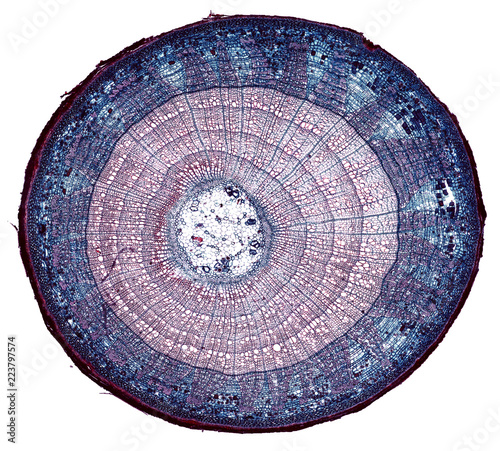 perennial basswood stem - cross section cut under the microscope – microscopic view of plant cells for botanic education
