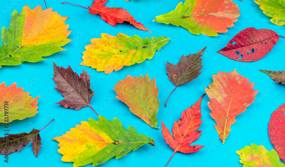 Multicolored autumn leaf on a soft blue background