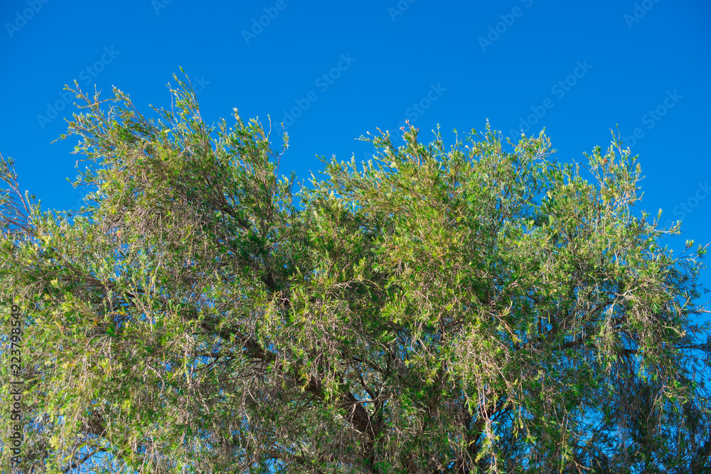 Small Nature taken nearby Brisbane city in Queensland, Australia. Australia is a continent located in the south part of the earth. Small Nature taken nearby Brisbane city in Queensland, Australia. Australia is a continent located in the south part of the earth.