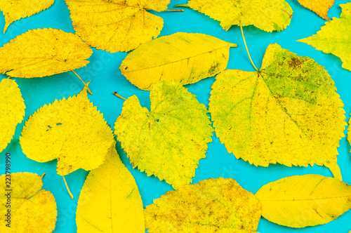 Autumn leaf nature concept pastel blue background